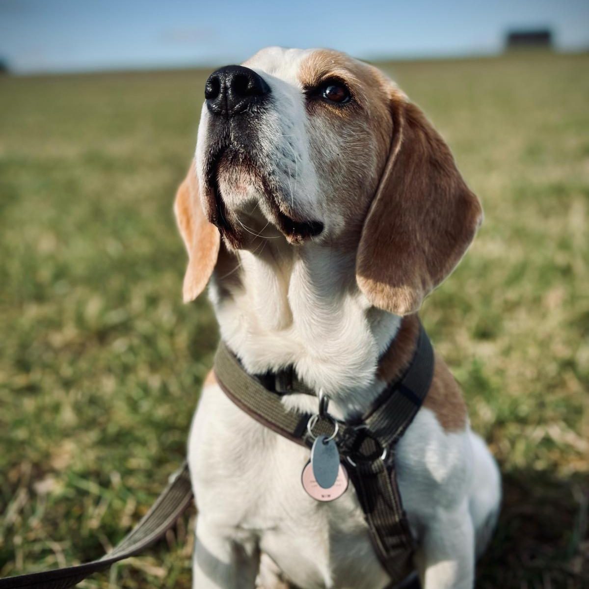 Motivierter Beagle schaut nach oben