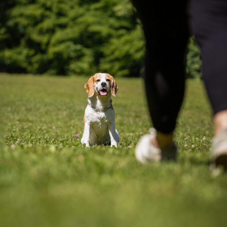 Einzeltraining Mensch und Hund